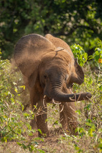 Elephant in forest