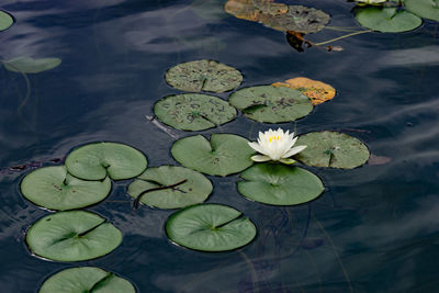 High angle view of lily pads in lake