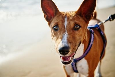 Close-up portrait of basenji standing at beach