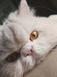 Close-up portrait of a cat