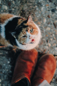 Close-up portrait of kitten