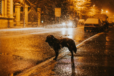 Dog on wet road during rainy season