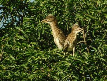 View of a bird on plants