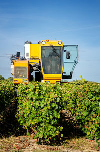 Mechanical harvest on a sunny day. harvesting by machinery in the vineyards of muscadet, france