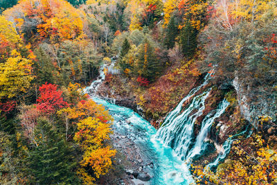 Aerial view of river during autumn in forest