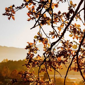 View of flowering tree against clear sky during sunset