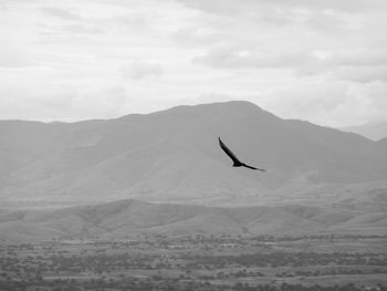 Bird flying over mountain against sky