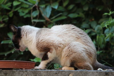 Cat sitting on a plant