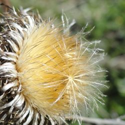 Close-up of wilted dandelion