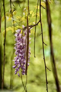 Close-up of flowers