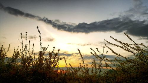 Scenic view of silhouette field against sky during sunset