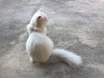 High angle view of white cat