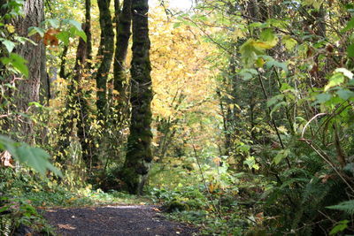Empty road amidst trees in forest