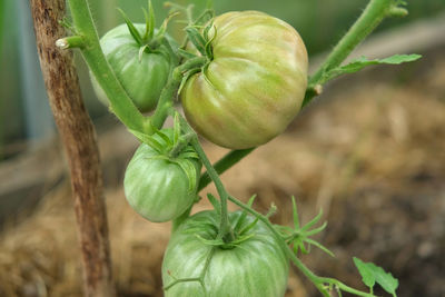 Close-up of plant