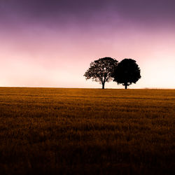 Tree on field against sky during sunset