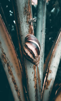 High angle view of shell on rusty metal