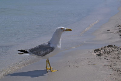 Seagull on beach