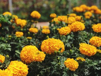 Close-up of yellow flowers