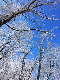 Low angle view of bare tree against blue sky