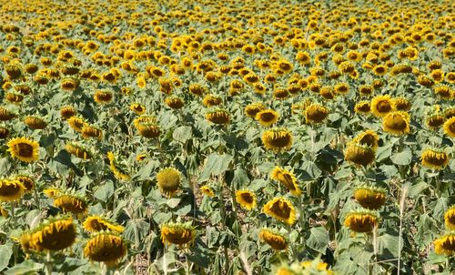 Full frame shot of sunflowers