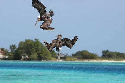 Scenic view of two pelicans over sea