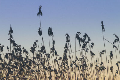 Low angle view of stalks against clear sky