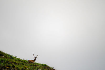 Low angle view of a deer standing on mountain against clear sky