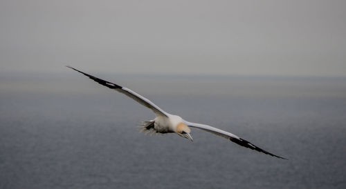 Bird flying over sea against clear sky