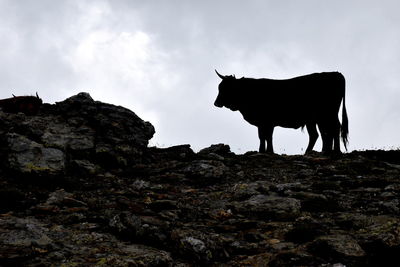 Low angle view of cow standing on rock against sky