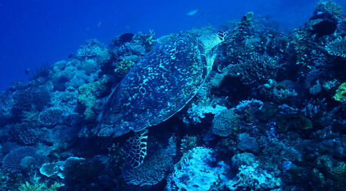 Fish swimming in sea