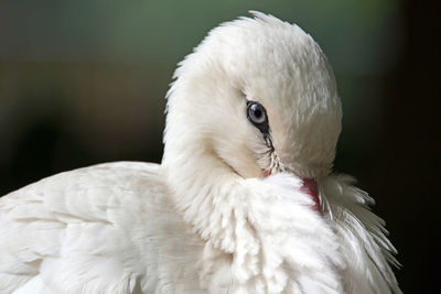 White stork