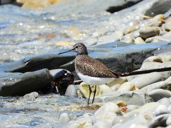 Birds perching on rock