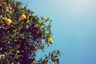 Low angle view of fruits on tree against clear blue sky