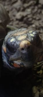 Close-up of turtle in sea
