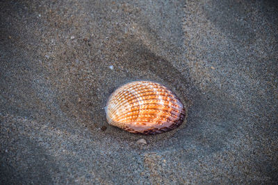 Close-up of seashells on ground