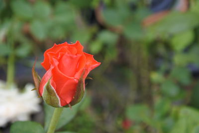 Close-up of rose against blurred background