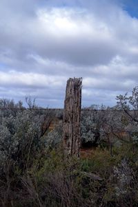 Trees on field against cloudy sky
