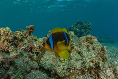 Fish swimming in sea