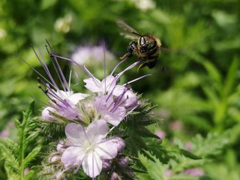 Close-up of bee pollinating on flower