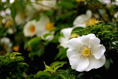 Close-up of white flower blooming outdoors