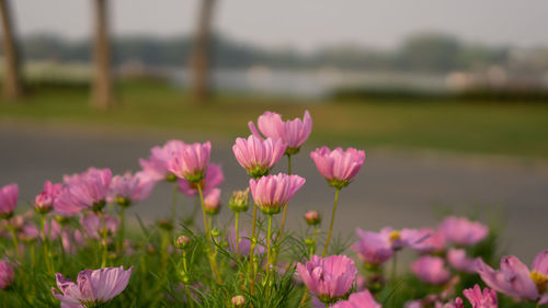 Close-up of pink flowers on field