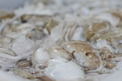 High angle view of fish on ice