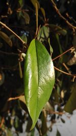 Close-up of plant