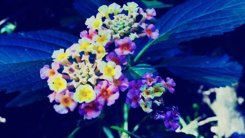 Close-up of flowers