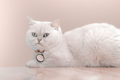 Close-up portrait of a cat against white background