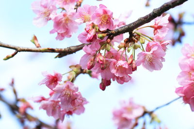 Low angle view of pink cherry blossoms against sky