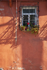 Potted plant on window of building