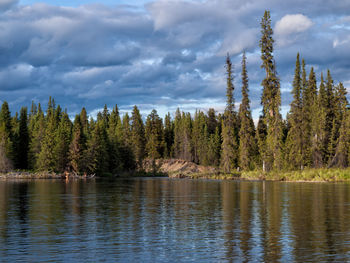 Scenic view of forest against sky
