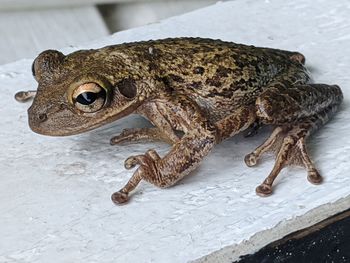 Close-up of a lizard