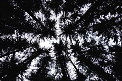 Low angle view of silhouette tree in forest